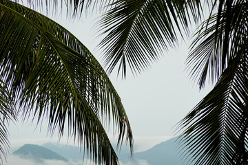 Coconut palm leaves with clouds on mountain landscape background.