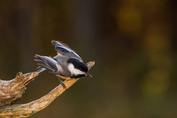 Obraz premium Black Capped Chickadee flying