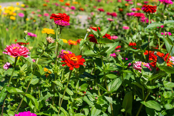 Obraz na płótnie Canvas Beautiful bright red daisies are blooming in a flower bed. 