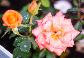 Rose. Flowers. A beautiful rose bloomed in the garden.