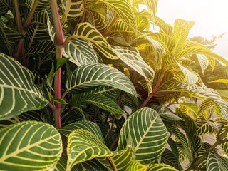 Fototapeta premium Sanchezia plant, with wide yellow leaves