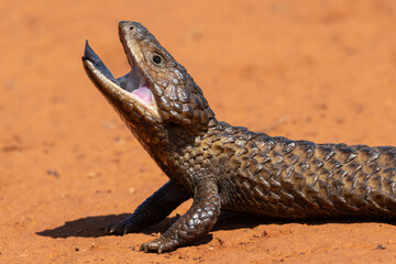 Australian Shingleback or Bobtail Lizard