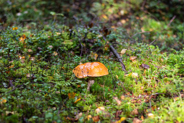 Mushrooms. Podosinovik. Gifts of the forest. Gifts of nature. Fresh aspen trees have grown in the forest.