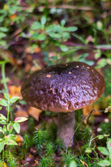 Podosinovik. Edible mushrooms grew in the forest during the warm season.