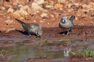 Australian Bourke's Parrot drinking at waterhole
