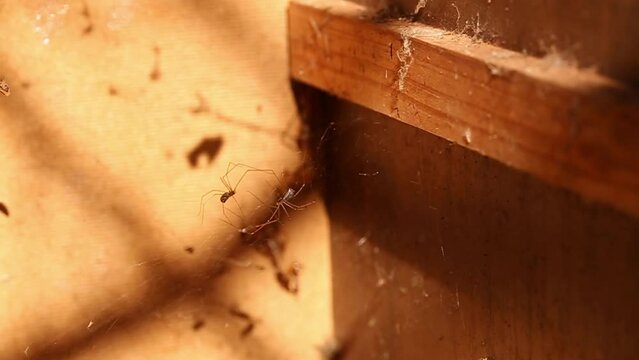 selective-focus on two cellar spiders kicking at each other in a cabinet outdoors in bright sunlight