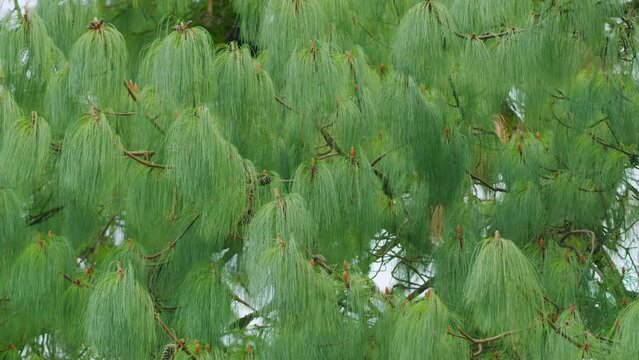 Long Needles Chinese White Pine. Bhutan Pine. Blue Soft Needles Pine. Nature Concept. Still.