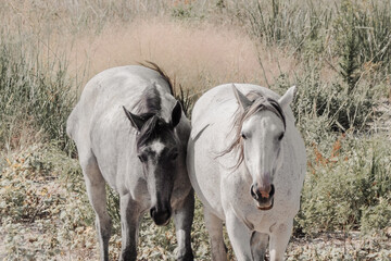 wild horses in north dakota