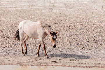 wild horses in north dakota