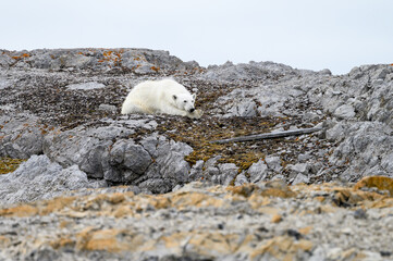 Polar bear laying down and resting on a rocky peak of Sore Russoya, Nordauslandet, Murchison Fjord, Hinlopen Straight, arctic expedition tourism around Svalbard
