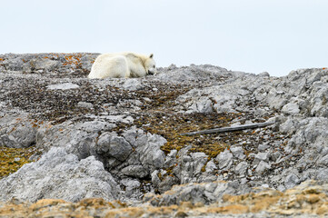 Polar bear laying down and resting on a rocky peak of Sore Russoya, Nordauslandet, Murchison Fjord,...
