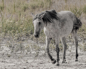 Obraz na płótnie Canvas wild horses in north dakota