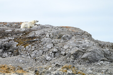 Polar bear laying down and resting on a rocky peak of Sore Russoya, Nordauslandet, Murchison Fjord, Hinlopen Straight, arctic expedition tourism around Svalbard
