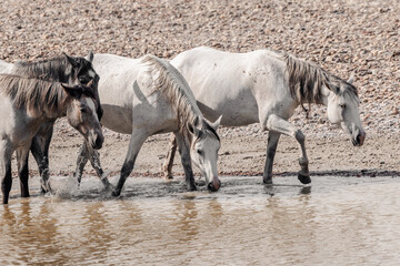 Fototapeta premium wild horses in north dakota
