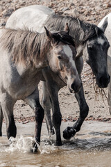 wild horses in north dakota