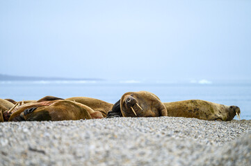 Fototapeta na wymiar Group of Atlantic Walrus resting on the beach at Torellneset, arctic expedition tourism around Svalbard 