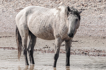 Obraz premium wild horses in north dakota