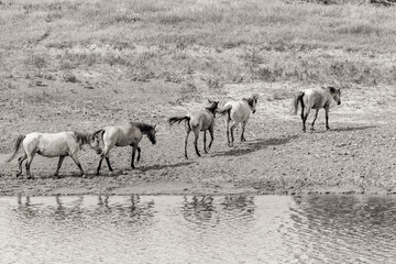 Obraz premium wild horses in north dakota