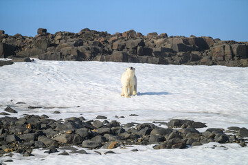 Polar bear standing on the snow and sniffing the air, Langoya, Hinlopen Straight, arctic expedition tourism around Svalbard
