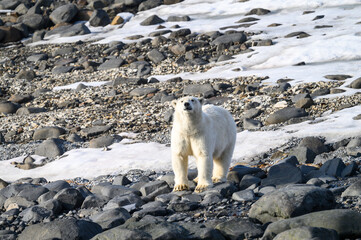 Polar bear standing on the snow and sniffing the air, Langoya, Hinlopen Straight, arctic expedition...