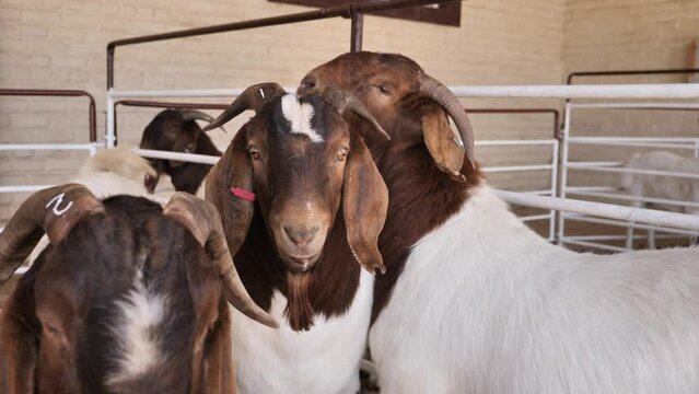 Horned Boerbok goats wait in holding corral prior to public auction