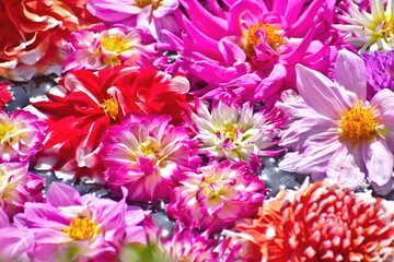 ダリア　日本庭園　島根　由志園　池泉天竺牡丹
