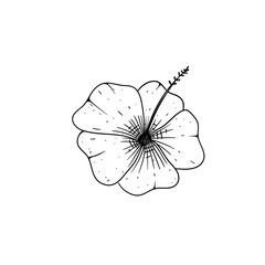 hibiscus flower handdrawn illustration 