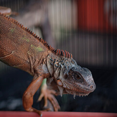 Chameleons are special and different from other animals because they can change colors beautifully.