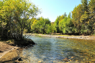 young birches and willows on the rocky bank of a small river flowing down from the mountains on a sunny summer evening.
