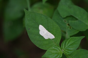 Scopula floslactata found in the forest.