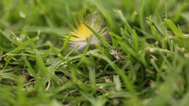 selective-focus on a colorful feather blowing in the wind on green grass of an Australian bird called lorikeet