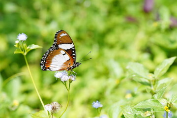 Hypolimnas bolina found in the forest.