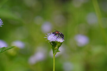 Anthophila found in the forest.