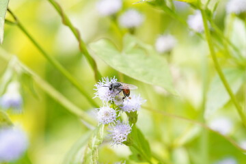Anthophila found in the forest.