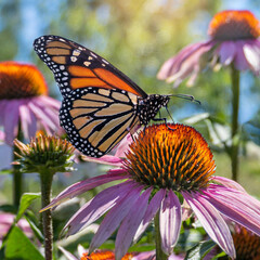 Close-up view of a monarch butterfly feeding on purple coneflowers (echinacea purpurea) in a sunny ornamental garden