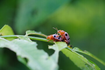 Fototapeta premium Epilachna ladybugs found in agricultural fields.
