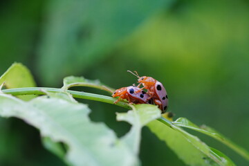 Epilachna ladybugs found in agricultural fields.