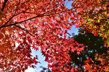 おろちループ　奥出雲おろちループ　島根　秋