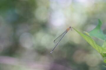 Dragonflies found in the forest.