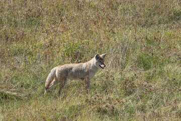 Naklejka na ściany i meble Western Coyote hunting in grassy field in Lamar Valley in Yellowstone National Park