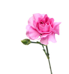 Stack Carnation flowers on white background