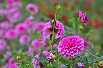 ダリア　秋　花　世良高原農場
