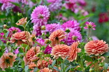 ダリア　秋　花　世良高原農場
