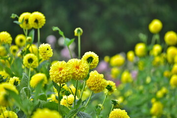 Obraz premium ダリア 秋 花 世良高原農場 