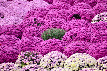 ガーデンマム　花畑　世良高原農場
