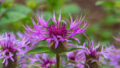 Obraz premium Macro texture background view of purple monarda fistulosa (bee balm) flower blossoms in an outdoor butterfly garden. Also called wild bergamot.