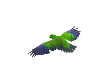 Colorful Eclectus parrot flying isolated on transparent background png file	