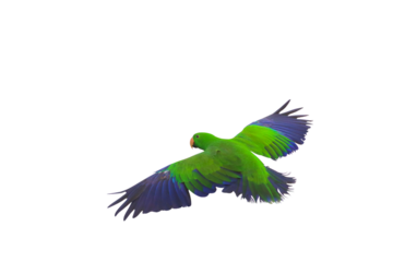 Colorful Eclectus parrot flying isolated on transparent background png file	