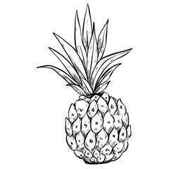 pineapple handdrawn 