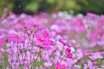 コスモス　広島　備北丘陵公園　国営備北丘陵公園
